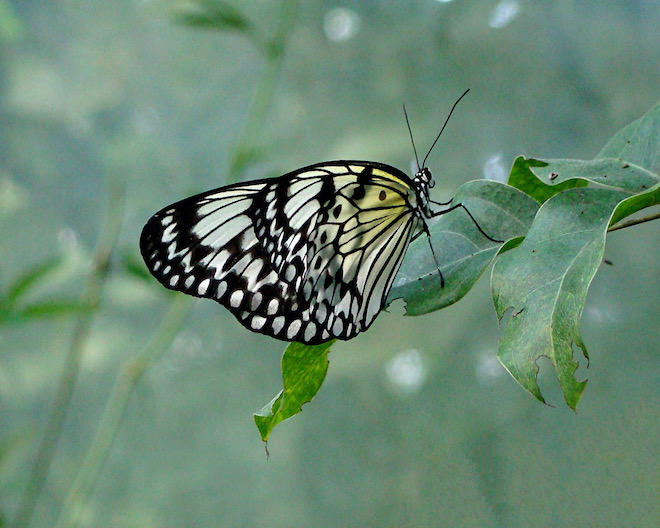 paper kite